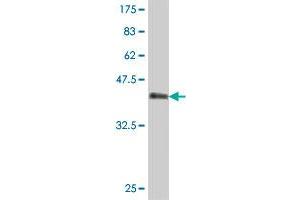 Western Blot detection against Immunogen (37 KDa) . (LMCD1 antibody  (AA 266-364))