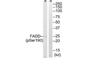 Western blot analysis of extracts from Jurkat cells treated with PMA using FADD (Phospho-Ser190) Antibody. (FADD antibody  (pSer191))
