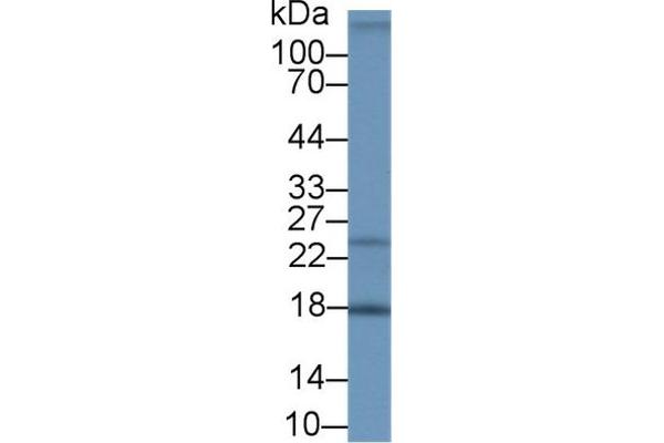 Neudesin antibody  (AA 32-172)