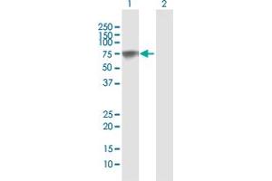 Western Blot analysis of PLBD2 expression in transfected 293T cell line ( H00196463-T01 ) by PLBD2 MaxPab polyclonal antibody. (PLBD2 antibody)