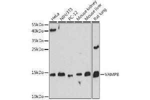 Western blot analysis of extracts of various cell lines, using VAMP8 antibody. (VAMP8 antibody  (AA 1-75))