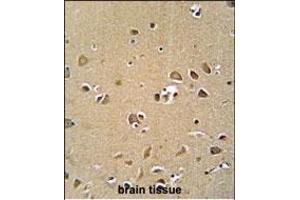 GPRASP1 antibody (C-term) (ABIN652013 and ABIN2840496) immunohistochemistry analysis in formalin fixed and paraffin embedded human brain tissue followed by peroxidase conjugation of the secondary antibody and DAB staining. (GPRASP1 antibody  (C-Term))