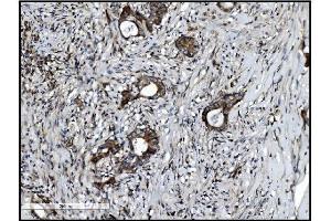 IHC analysis of VAMP4 using anti-VAMP4 antibody (ABIN7598962).