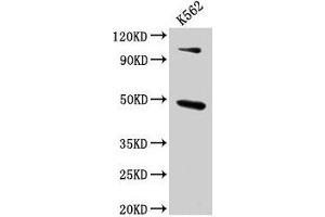 Western Blot Positive WB detected in: K562 whole cell lysate All lanes: ARRB1 antibody at 4. (beta Arrestin 1 antibody  (AA 1-260))