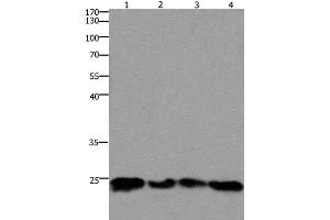 Western Blot analysis of 293T and hela cell, Mouse lung and brain tissue using HMGB3 Polyclonal Antibody at dilution of 1:400 (HMGB3 antibody)