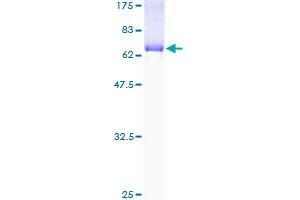 IDH3A Protein (AA 1-366) (GST tag)