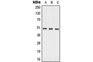 Western blot analysis of ACER1 expression in HepG2 (A), Raw264. (ACER1 antibody  (Center))