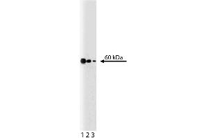 Western blot analysis of p54 [nrb] on a Jurkat lysate. (NONO antibody  (AA 368-471))
