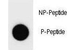 Dot blot analysis of phospho-Cyclin B3 antibody . (Cyclin B3 antibody  (pSer283))