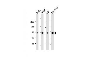 All lanes : Anti-Hsp90 at 1:4000 dilution Lane 1: Hela whole cell lysate Lane 2: A431 whole cell lysate Lane 3: C6 whole cell lysate Lane 4: NIH/3T3 whole cell lysate Lysates/proteins at 20 μg per lane. (HSP90 antibody  (AA 150-400))