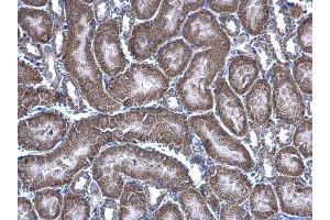 IHC-P Image HAGH antibody [N2C3] detects HAGH protein at mitochondria on mouse kidney by immunohistochemical analysis. (HAGH antibody)