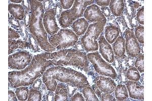 IHC-P Image HAGH antibody [N2C3] detects HAGH protein at mitochondria on mouse kidney by immunohistochemical analysis. (HAGH antibody)