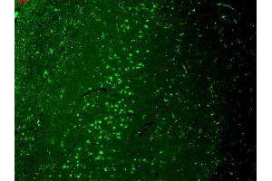 Immunohistochemistry analysis using Mouse Anti-TrpV3 Monoclonal Antibody, Clone N15/4 (ABIN361778). (TRPV3 antibody  (AA 774-791))