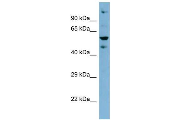 ZNF573 antibody  (Middle Region)