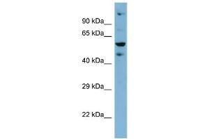 Host: Rabbit Target Name: ZNF573 Sample Type: HT1080 Whole Cell lysates Antibody Dilution: 1. (ZNF573 antibody  (Middle Region))