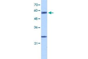 Western Blot analysis of HepG2 cell lysate with CPNE1 polyclonal antibody  at 5 ug/mL working concentration. (CPNE1 antibody  (N-Term))