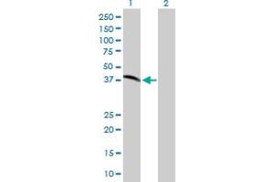 Western Blot analysis of XRCC3 expression in transfected 293T cell line by XRCC3 MaxPab polyclonal antibody. (XRCC3 antibody  (AA 1-346))