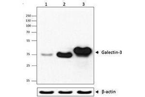 Western Blotting (WB) image for anti-Galectin 3 (LGALS3) (AA 151-251) antibody (ABIN2665254) (Galectin 3 antibody  (AA 151-251))