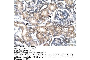 Human kidney (RGS20 antibody  (Middle Region))