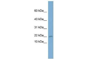 PTGES3 antibody used at 1 ug/ml to detect target protein. (PTGES3 antibody)