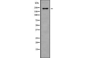 Western blot analysis of PTPRB using HuvEc whole cell lysates (PTPRB antibody  (N-Term))