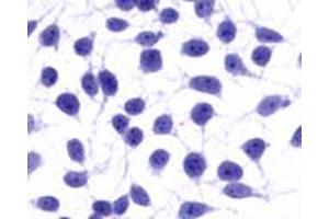 Anti-NPY5R antibody immunocytochemistry (ICC) staining of untransfected HEK293 human embryonic kidney cells. (NPY5R antibody  (Cytoplasmic Domain))