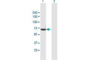 Western Blot analysis of NXF2 expression in transfected 293T cell line by NXF2 MaxPab polyclonal antibody. (NXF2 antibody  (AA 1-626))
