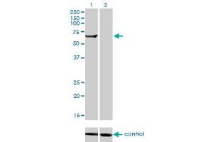 Western blot analysis of TRIM16 over-expressed 293 cell line, cotransfected with TRIM16 Validated Chimera RNAi (Lane 2) or non-transfected control (Lane 1). (TRIM16 antibody  (AA 165-273))