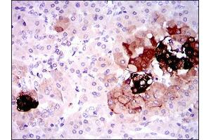 Immunohistochemical analysis of paraffin-embedded pancreas tissues using SST mouse mAb with DAB staining. (Somatostatin antibody  (AA 1-116))