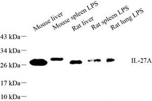 Western blot analysis of IL-27A (ABIN7074366) at dilution of 1: 500 (IL27 antibody)