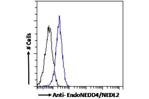 HECW2 antibody  (N-Term)