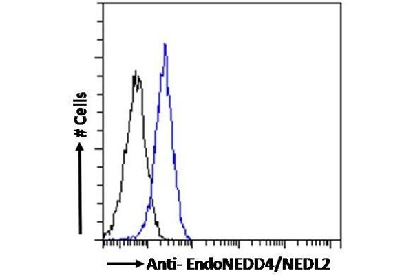 HECW2 antibody  (N-Term)