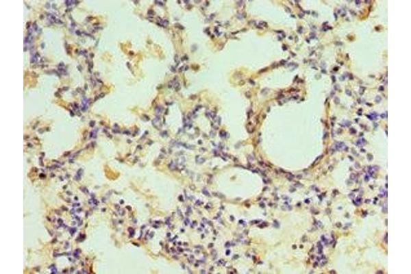 EGLN1 antibody  (AA 301-426)