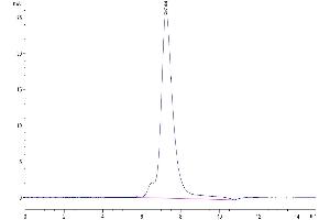 The purity of Biotinylated Human IL-2 R alpha is greater than 95 % as determined by SEC-HPLC. (CD25 Protein (AA 22-213) (His-Avi Tag,Biotin))