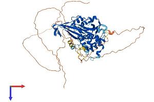 AlphaFold protein structure predicition of Human Recombinant USP17L11 Protein, UniprotID C9JVI0 (USP17L11 Protein (AA 1-530) (His tag))