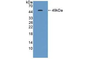 Western blot analysis of recombinant Human GKN1.