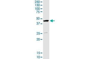 SERPINB1 MaxPab rabbit polyclonal antibody. (SERPINB1 antibody  (AA 1-379))