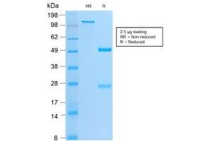 SDS-PAGE analysis of purified, BSA-free recombinant MyoD antibody (clone MYOD1/2075R) as confirmation of integrity and purity. (MYOD1 antibody)