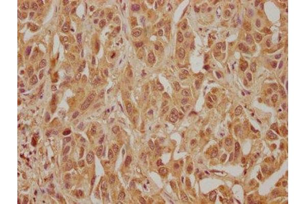 MORG1 antibody  (AA 64-315)