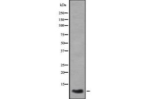 Western blot analysis GROγ using A549 whole cell lysates (CXCL3 antibody  (C-Term))