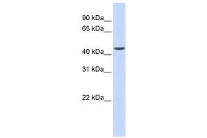 Western Blotting (WB) image for anti-ELAC1 (ELAC1) antibody (ABIN2458579)