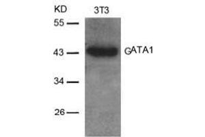 Image no. 2 for anti-GATA Binding Protein 1 (Globin Transcription Factor 1) (GATA1) (AA 140-144) antibody (ABIN197168)