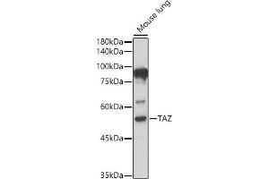 Western blot analysis of extracts of Mouse lung, using TAZ antibody (ABIN6130800, ABIN6150278, ABIN6150279 and ABIN6224227) at 1:500 dilution. (WWTR1 antibody  (AA 1-230))