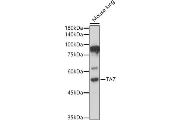 WWTR1 anticorps  (AA 1-230)