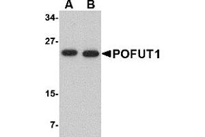 Western Blotting (WB) image for anti-Protein O-Fucosyltransferase 1 (POFUT1) (N-Term) antibody (ABIN1031521) (POFUT1 antibody  (N-Term))