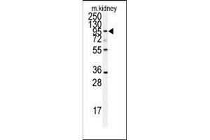 Western blot analysis of anti-ADAM9 Antibody (N-term) in mouse kidney tissue lysates (35ug/lane). (ADAM9 antibody  (N-Term))