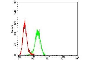 Flow cytometric analysis of Hepg2 cells using CLDN6 mouse mAb (green) and negative control (red). (Claudin 6 antibody)