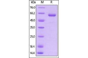 Human Prolactin R, Fc Tag on  under reducing (R) condition. (Prolactin Receptor Protein (PRLR) (AA 25-234) (Fc Tag))