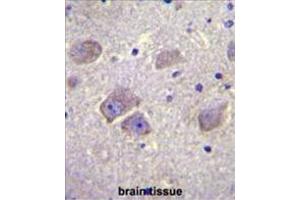 WDR27 Antibody (N-term) immunohistochemistry analysis in formalin fixed and paraffin embedded human brain tissue followed by peroxidase conjugation of the secondary antibody and DAB staining. (WDR27 antibody  (N-Term))