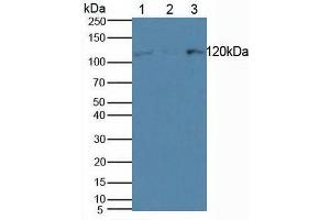 Figure. (HLTF antibody  (AA 837-996))
